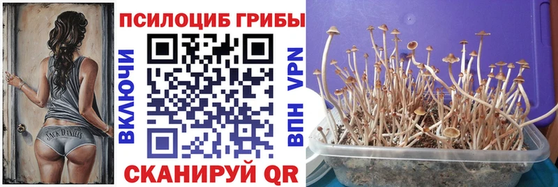 Купить закладки  Ртищево  Галлюциногенные грибы GOLDEN TEACHER 